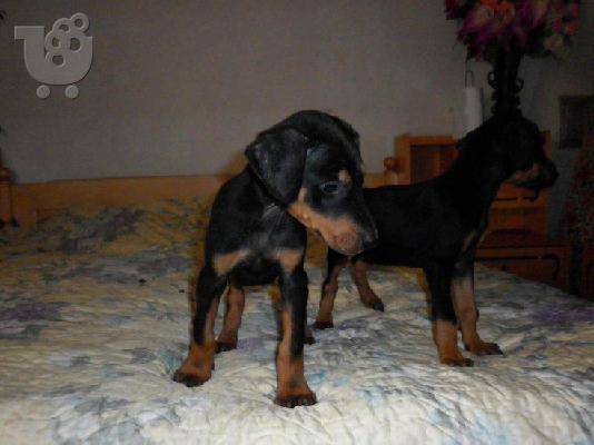 Ντόμπερμαν - 380 euro